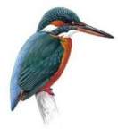 Kingfisher1978's Avatar